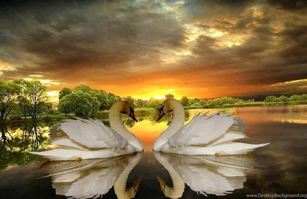 Wild Animal Wallpapers, Animal Kingdom, Cute Animals, Free Animal ...