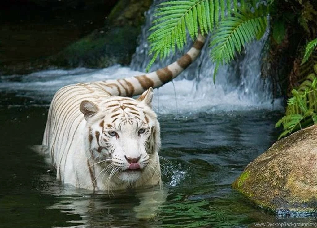 Wild Animals South Africa & Pets