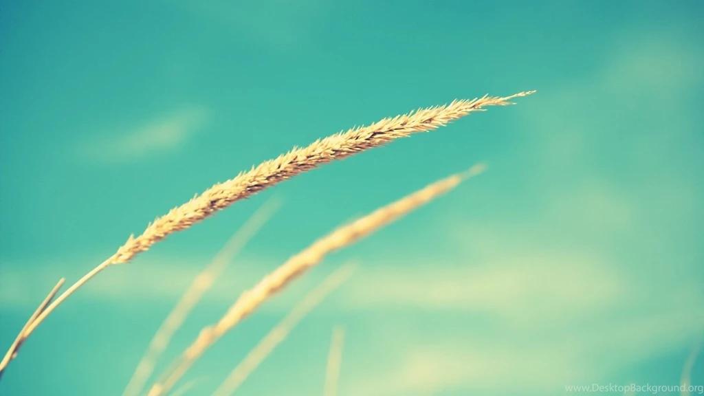 Flower Cyan Sky Fuzzy Mac Wallpapers Download