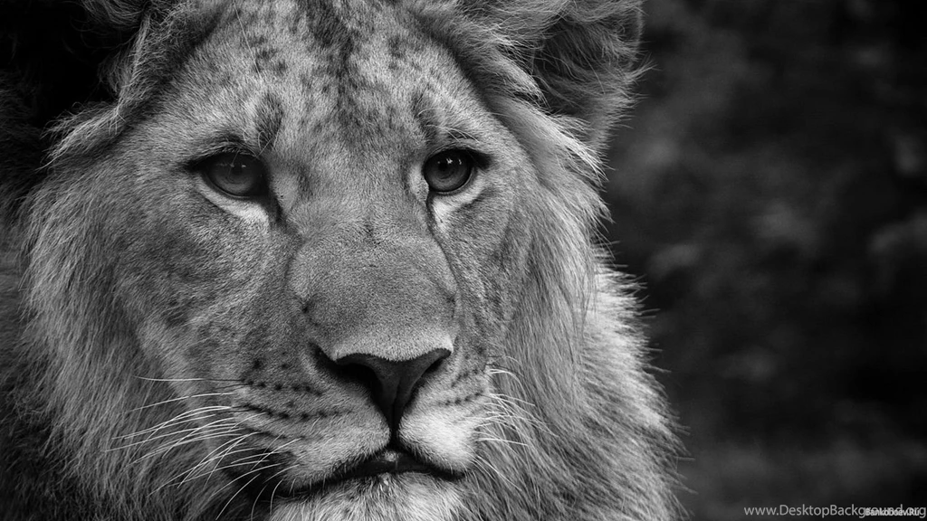 Download Lion Noir Blanc Fond Cran Wallpapers 1920x1080