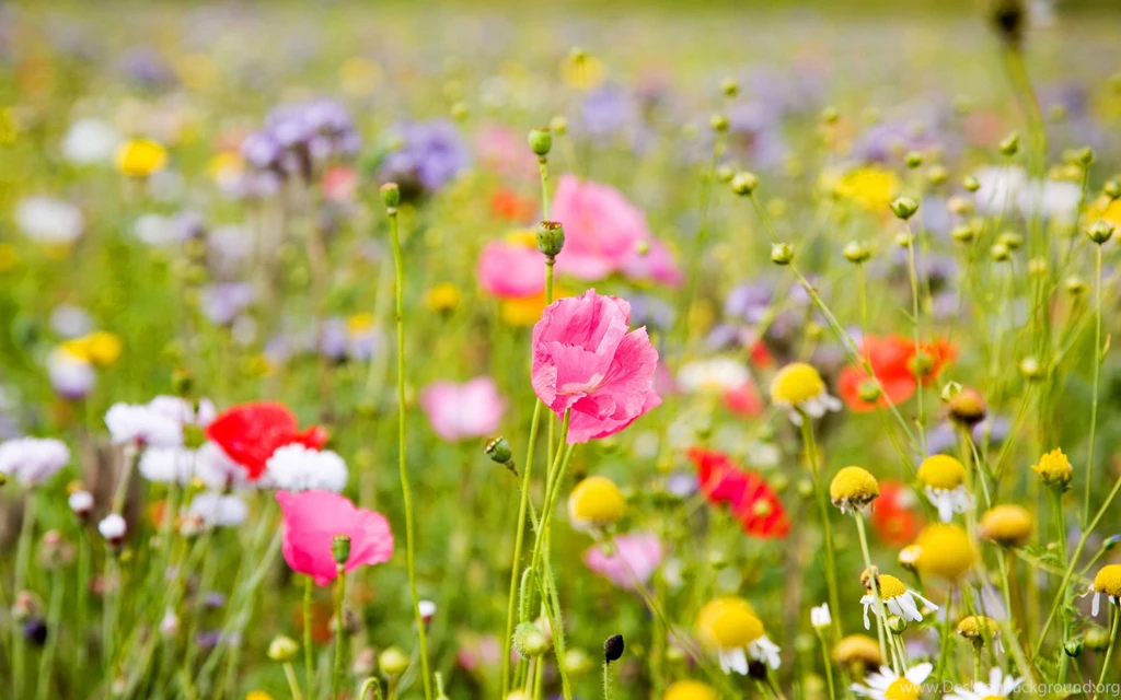 Summer Flowers Wallpapers