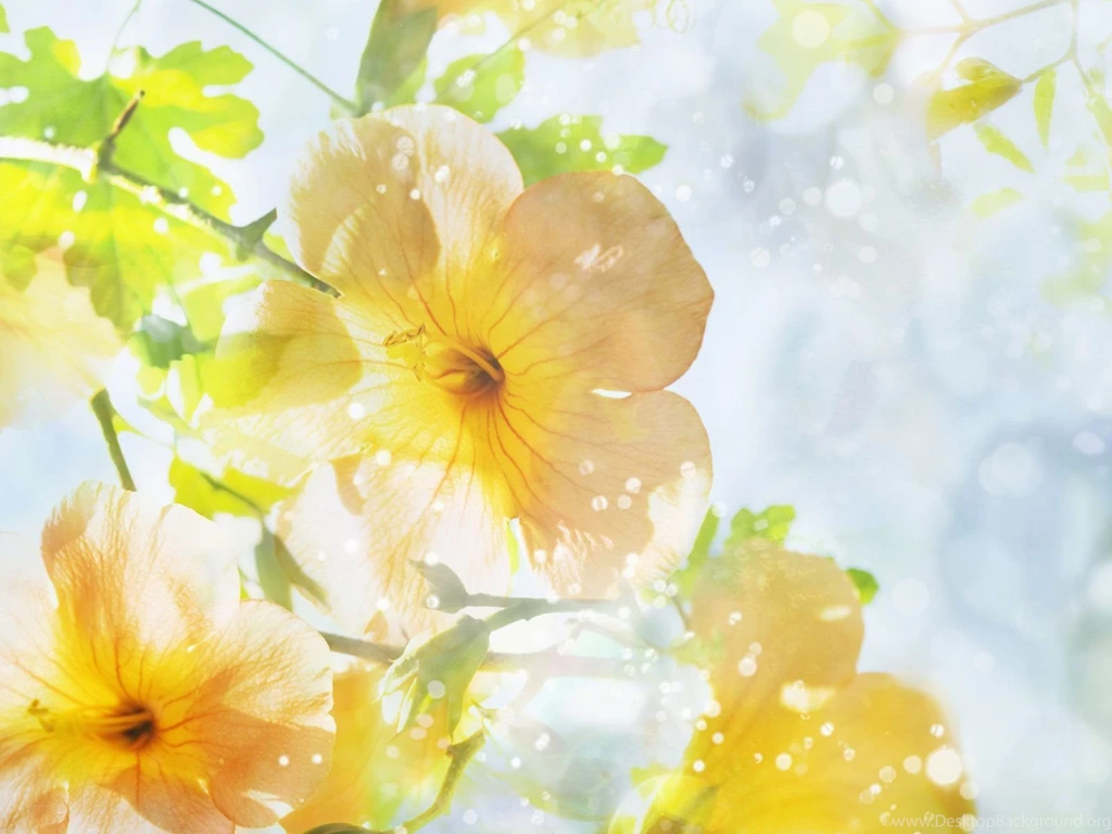 Summer Flower Wallpapers Wallpapers Cave