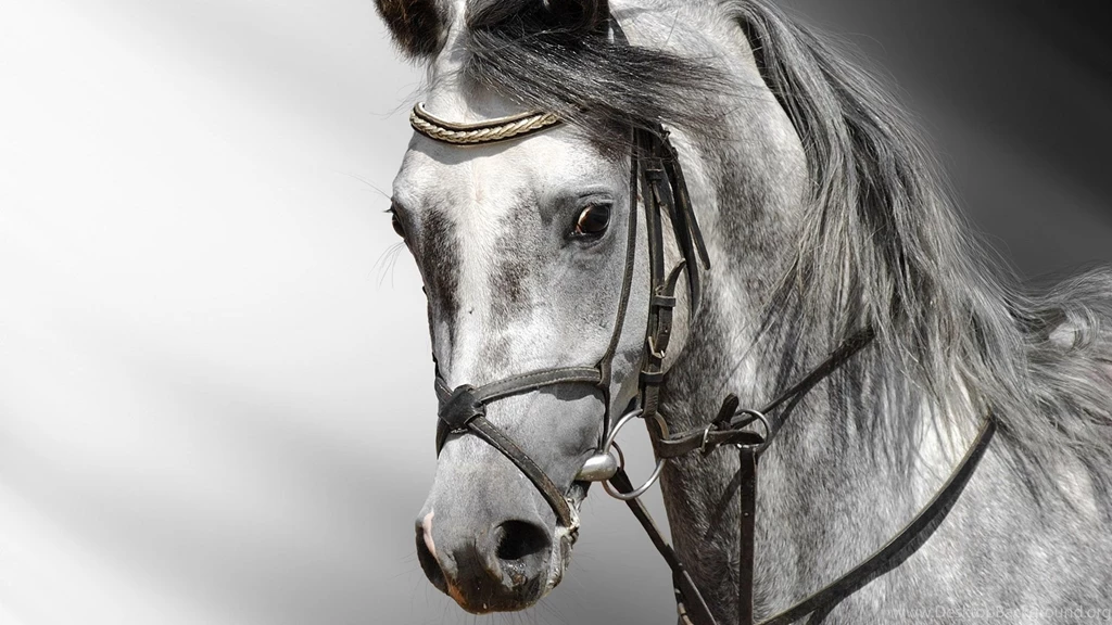 NASA Desktop Wallpapers HD Horse Head   Pics About Space