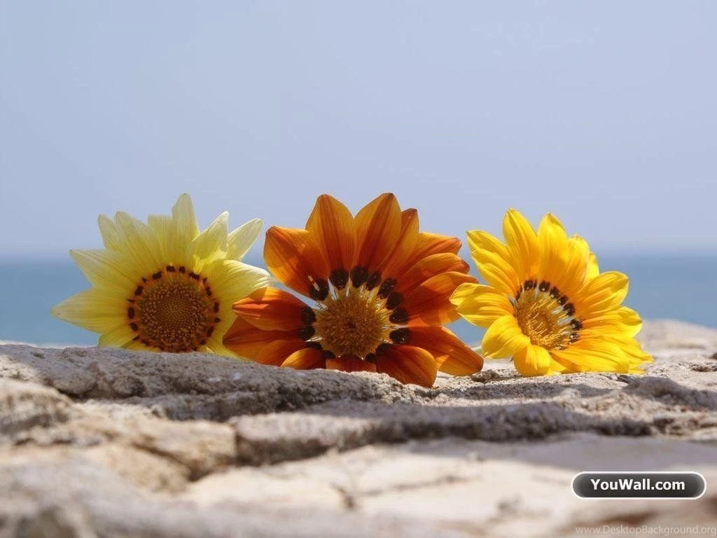 YouWall Summer Flowers Wallpapers Wallpaper,wallpapers,free ...