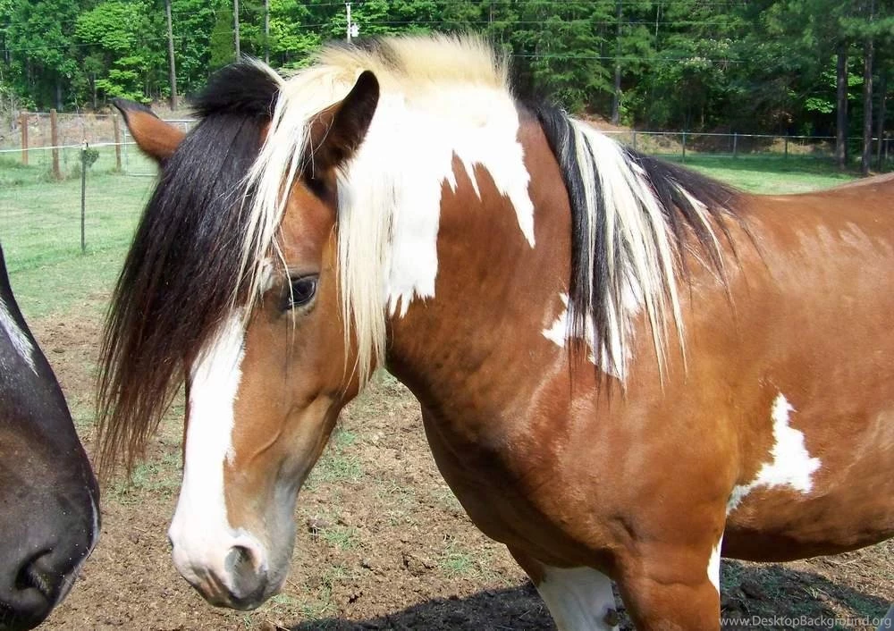 Free Wallpapers Horse Head