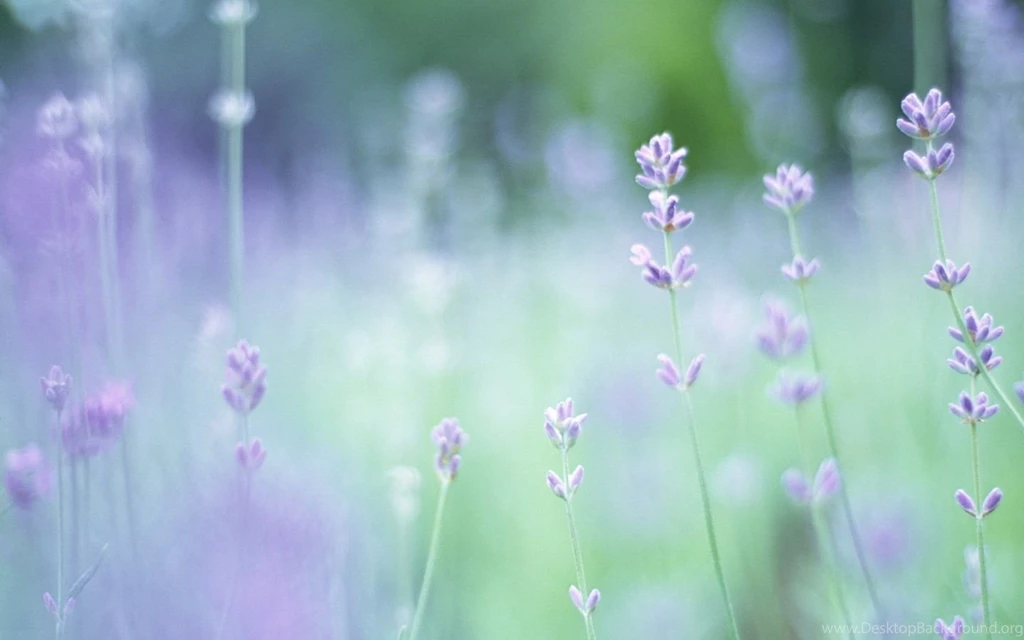 Soft Focus Flower Photography (Vol.03) : Pure Sweet Wideflowers ...