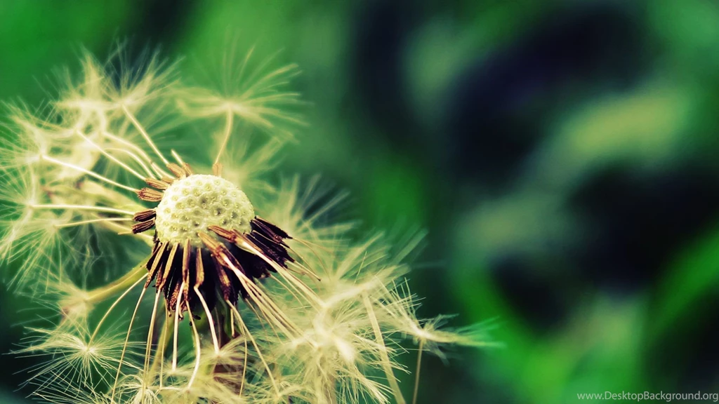 Summer Flower, 1920x1080 HD Wallpapers And FREE Stock Photo