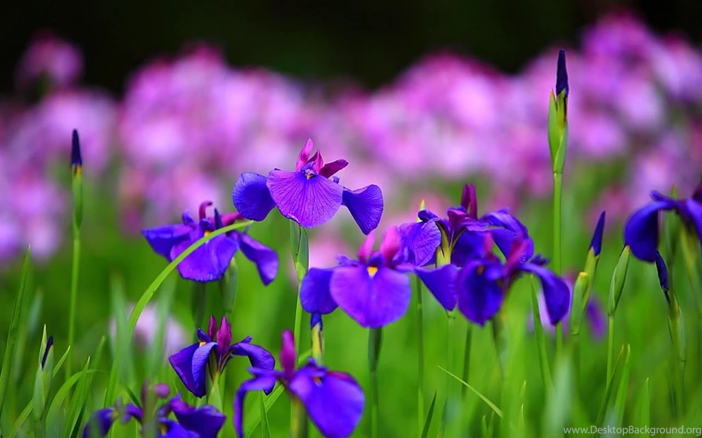 One Hundred Wallpaper: Iris Summer Flowers Wallpapers HD