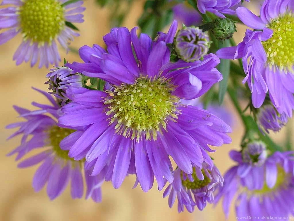 Download Summer Flowers Wallpapers Widescreen