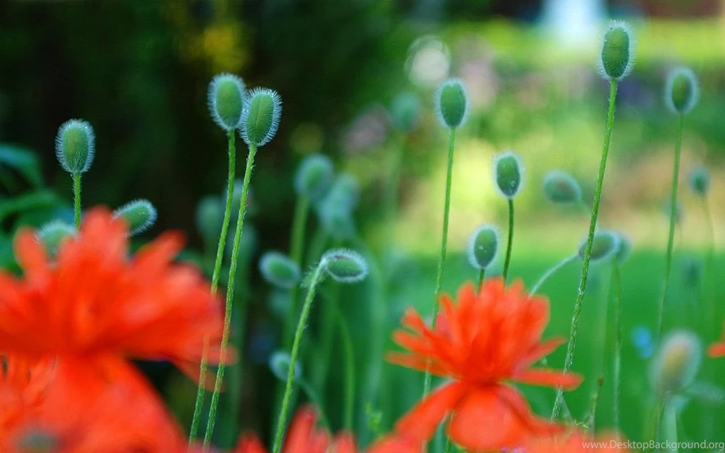 Pic > Free Summer Flowers Desktop Wallpapers