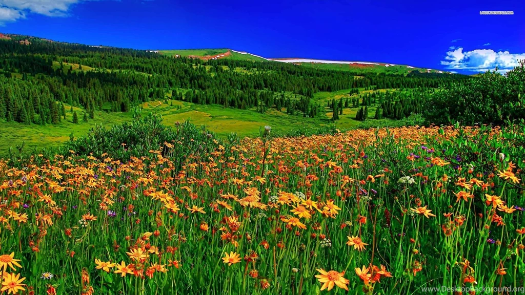 Summer Flowers On The Field Wallpapers