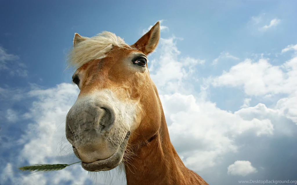 Download Wallpapers 3840x2400 Horse, Sky, Clouds, Mane, Head Ultra ...
