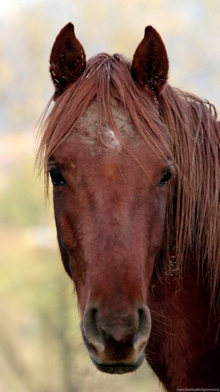 Samsung Galaxy S3 Horse Wallpapers HD, Desktop Backgrounds ...