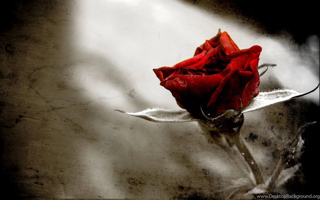 Gothic Rose Wallpapers HD Wallpapers Pretty