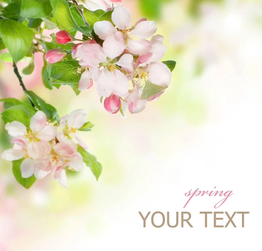 Plant Fresh Flowers Backgrounds 26076 Flowers Photo Flowers