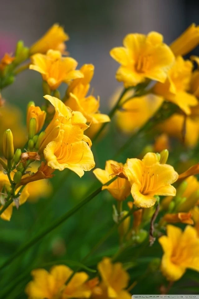 Lilly Flowers HD Desktop Wallpapers : Mobile : Dual Monitor