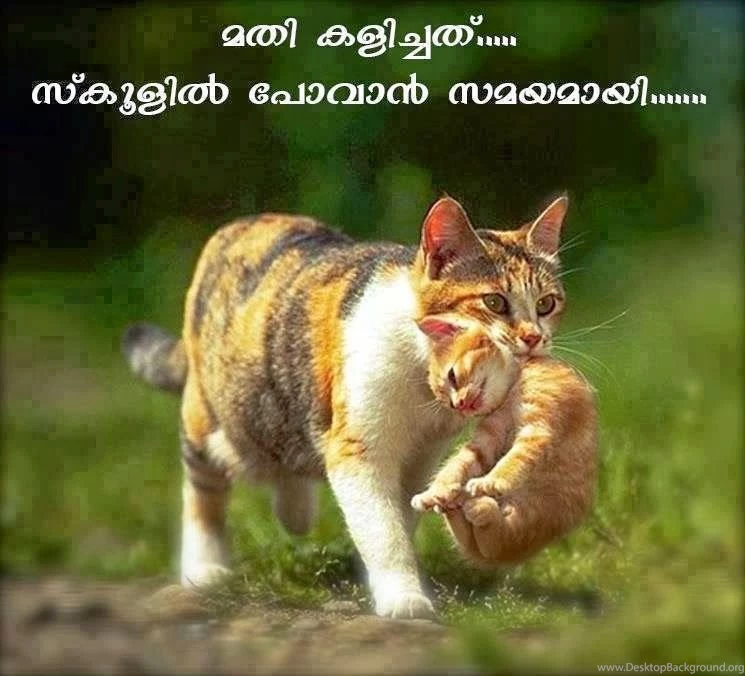 Top 10 Beautiful Cats Wallpapers