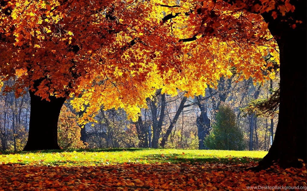 Best Nature Hd Wallpapers 14 Cool Wallpapers XDwallpaper.com