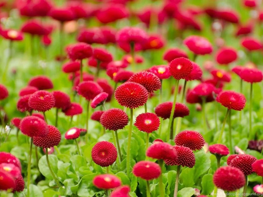 Flower Wallpapers Retina Full HD App Ranking And Store Data