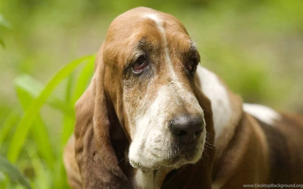 World Famous Droopy Dogs Wallpapers Dogs Wallpapers Resimkoy