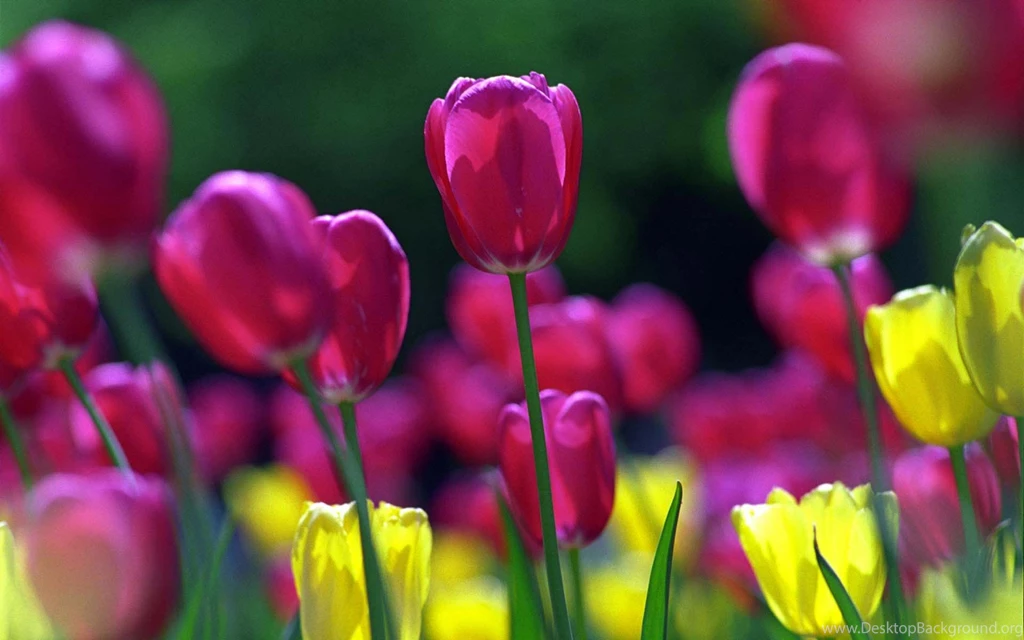 HD Tulip Wallpapers
