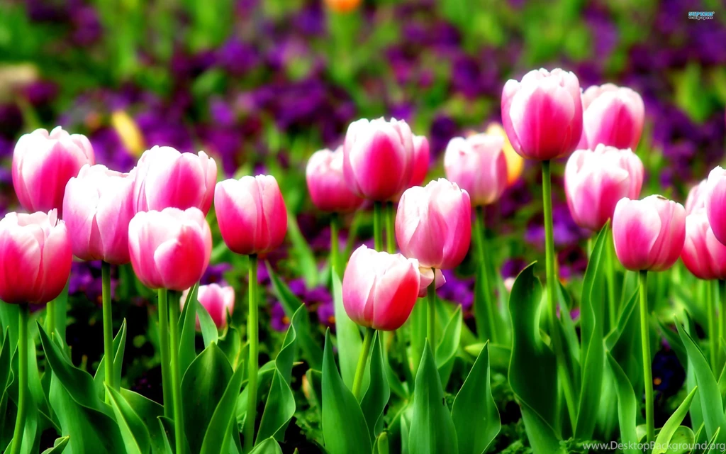 Tulip Wallpapers Flower Wallpapers