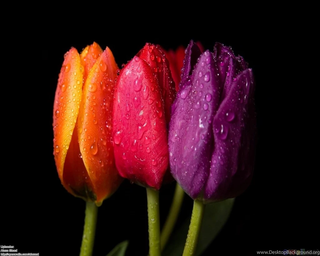 Tulips Wallpapers:Tulip Desktop Wallpapers Tulips Wallpapers ...