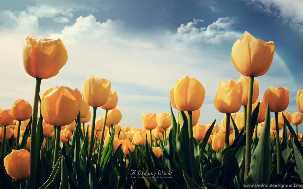 Yellow Tulips Wallpapers
