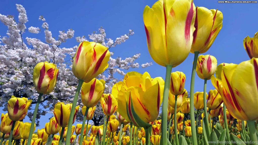 High definition tulip flowers wallpapers beautiful desktop background images widescreen.jpg