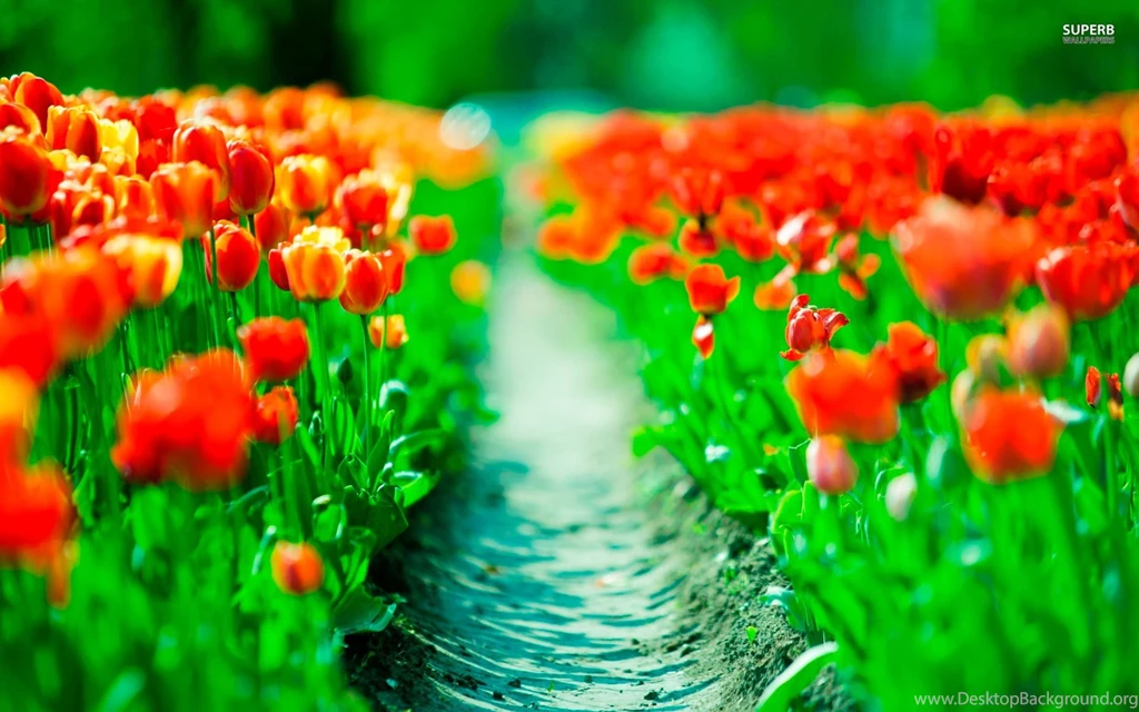Orange Tulip Wallpapers Flower Wallpapers