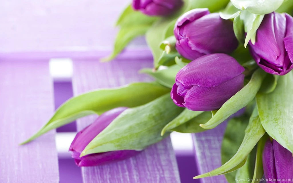 Pictures > Purple Tulips Wallpaper Backgrounds