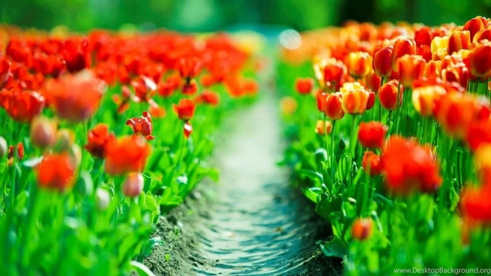 Full HD Pictures , Photos , Wallpapers Part 181