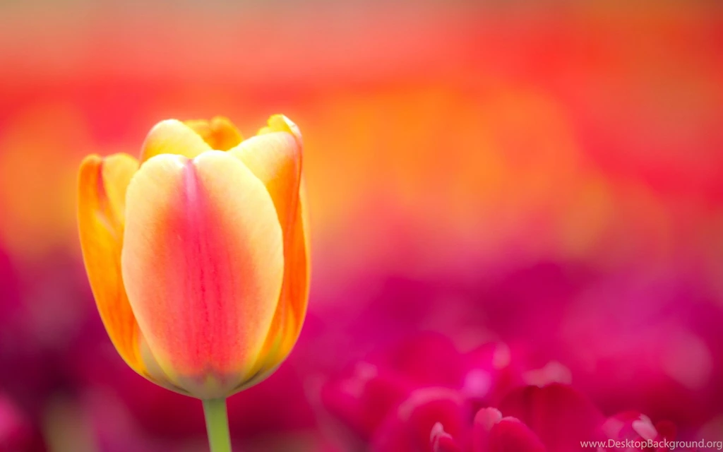 Tulip Flowers HD Wallpapers