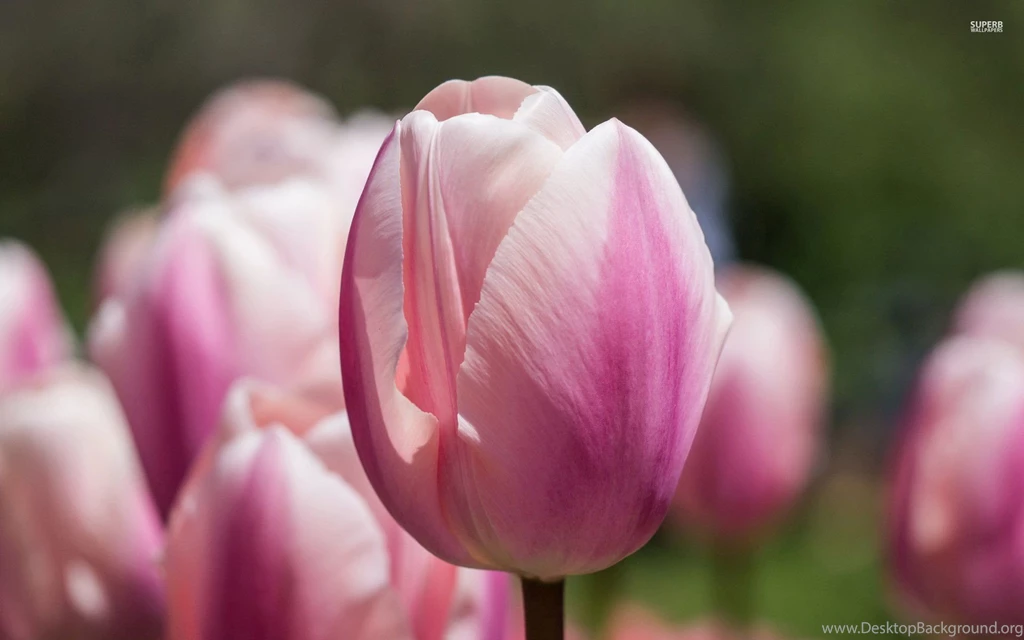 Tulip Wallpapers Page 2