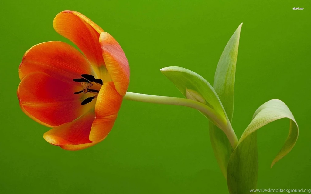 Orange Tulip Wallpapers Flower Wallpapers
