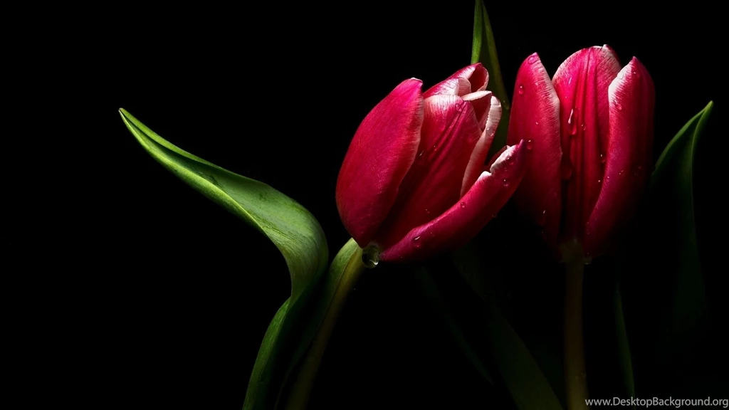 Tulip Computer Wallpapers, Desktop Backgrounds
