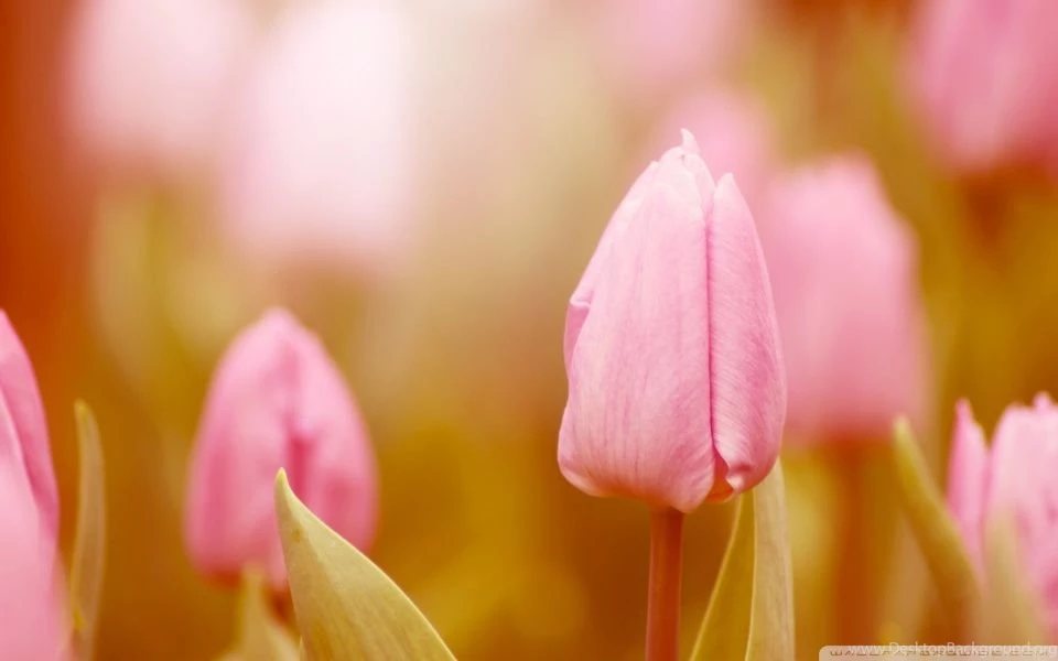 Pink Tulip HD Desktop Wallpapers : High Definition : Fullscreen ...