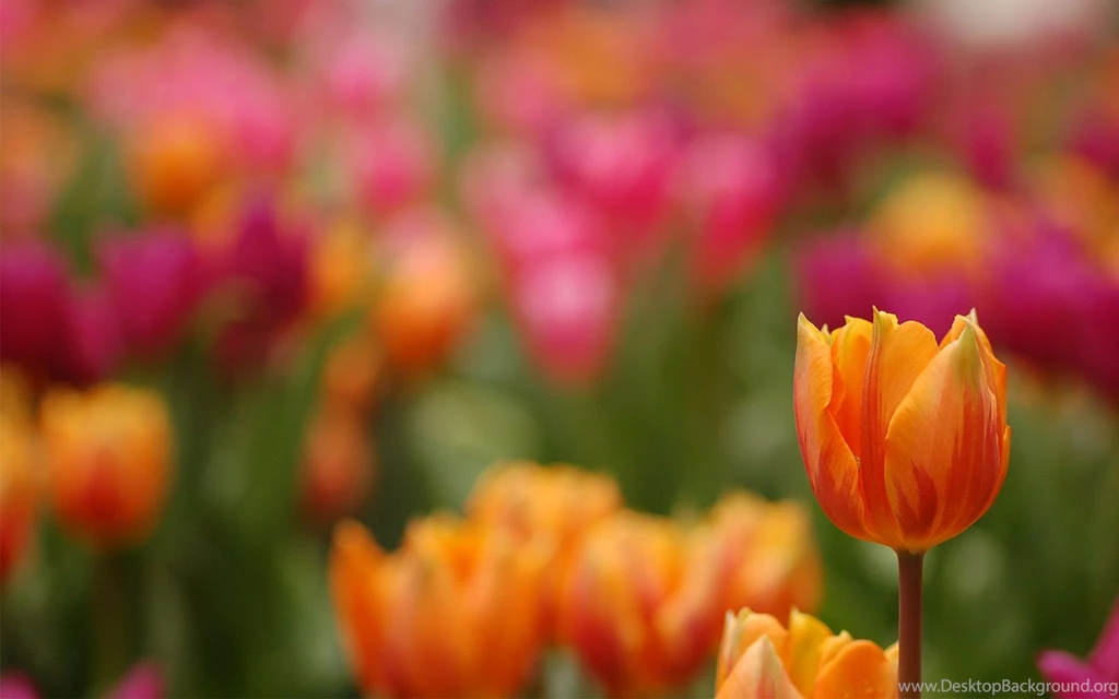 Tulip Wallpapers 7 HD Wallpapers