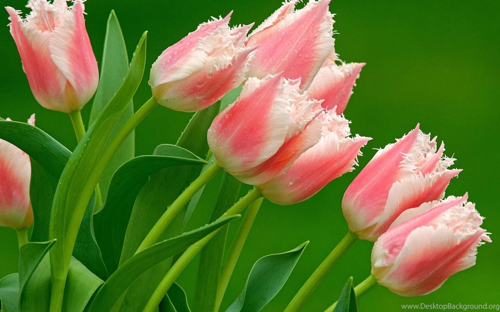 Wallpaper, Tulips, Screensavers, Flower, Tulip (