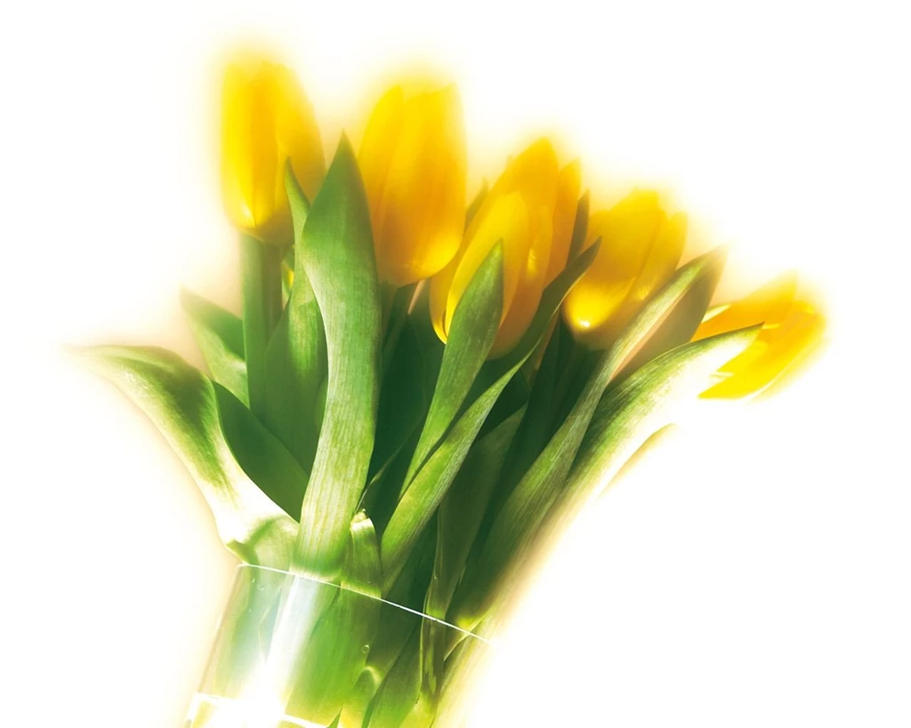 Tulip Wallpapers Wallpapers HD Wallpapers 15420