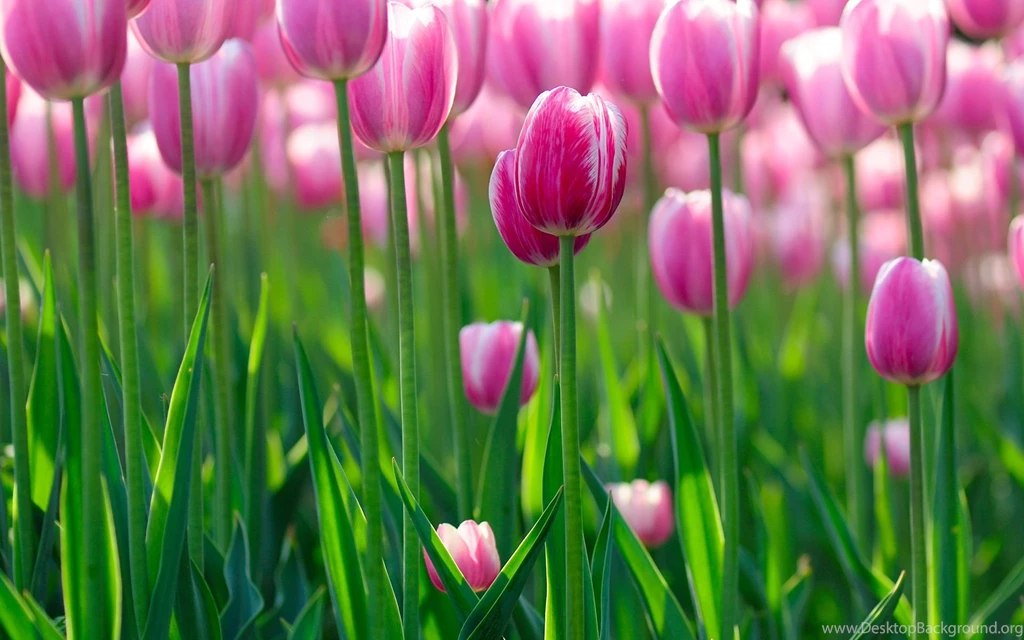 Pink Tulip Wallpapers Full HD