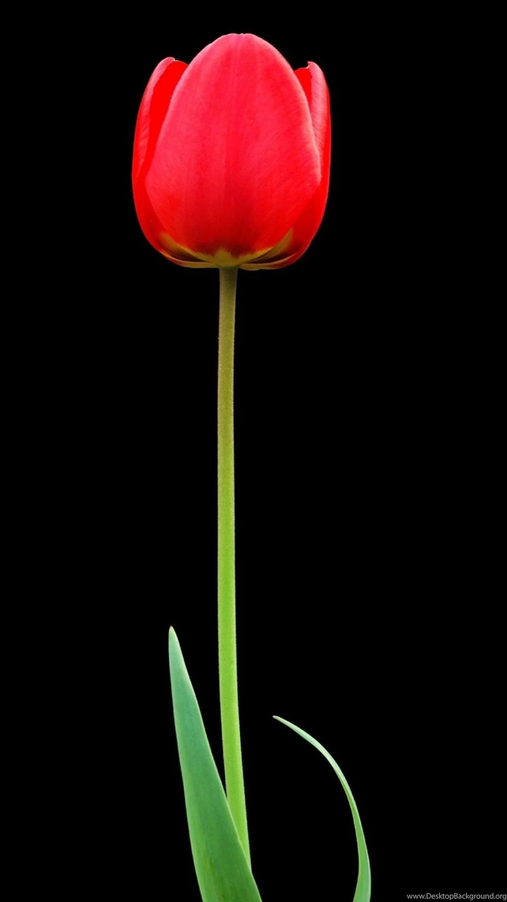 Sony Xperia Z1, ZL, Z, Samsung Galaxy S4, HTC One Tulip Wallpapers ...