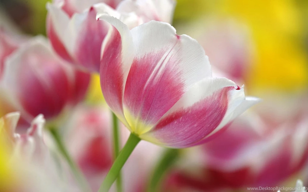 Tulip