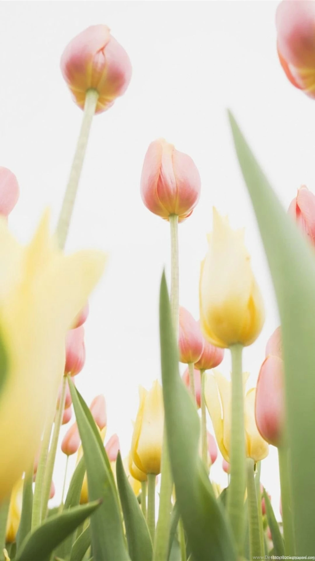1080x1920 Tulip Wallpapers HD