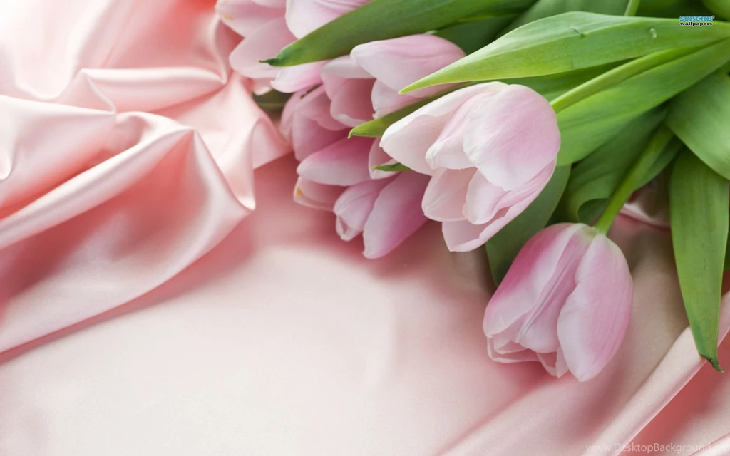 Tulip Wallpapers Flower Wallpapers