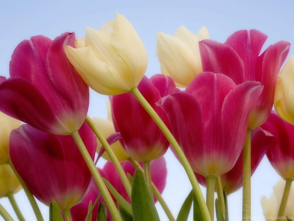10 Tulips Flower Wallpapers For Your Desktop Backgrounds ...