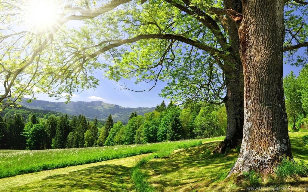 Most Beautiful Green Nature Wallpapers In The World