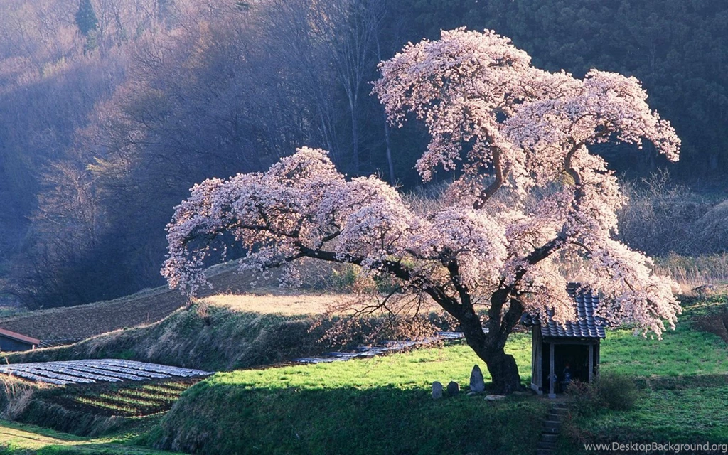 Most Beautiful Backgrounds Wallpapers Cave