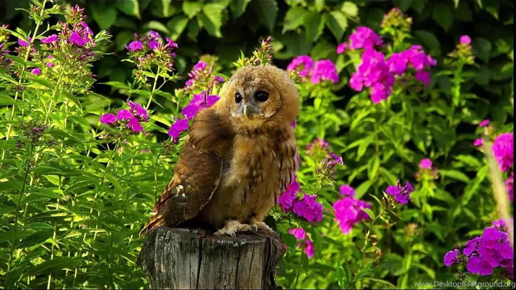 Most Beautiful Nature Scenes Ever Green Amazing Natural World ...