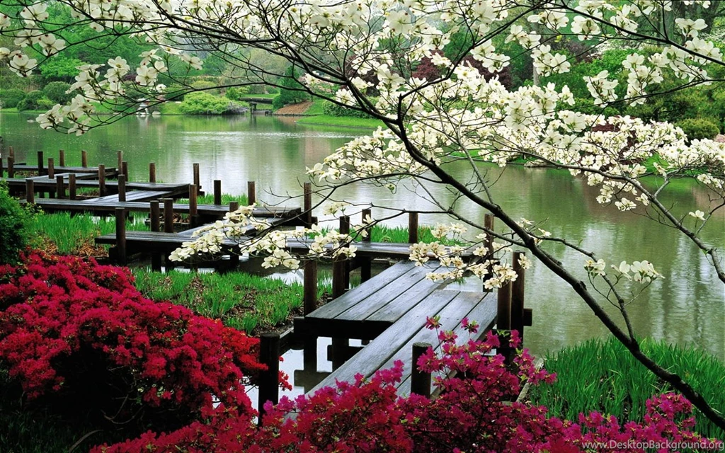 Best Flowers HD Wallpapers 2014
